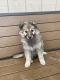 German Shepherd Puppies for sale in 3920 Clay St, Sacramento, CA 95838, USA. price: NA