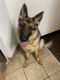 German Shepherd Puppies for sale in Portland, OR, USA. price: $1,000