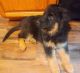 German Shepherd Puppies for sale in Illinois Medical District, Chicago, IL, USA. price: $750