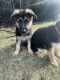 German Shepherd Puppies for sale in Scranton, PA, USA. price: $1,000