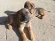 German Shepherd Puppies for sale in KS-18, Manhattan, KS, USA. price: $450