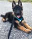 German Shepherd Puppies for sale in 10118 Avenue J, Brooklyn, NY 11236, USA. price: $800