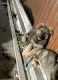 German Shepherd Puppies for sale in Cutler Bay, FL, USA. price: $700