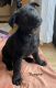 German Shepherd Puppies for sale in Westminster, MD, USA. price: $1,000