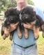 German Shepherd Puppies for sale in Kernersville, NC 27284, USA. price: $2,000