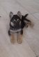 German Shepherd Puppies for sale in Hialeah, FL 33012, USA. price: NA