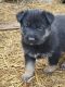 German Shepherd Puppies for sale in Detroit, MI, USA. price: $550