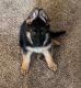 German Shepherd Puppies for sale in Montello, WI 53949, USA. price: NA