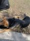 German Shepherd Puppies for sale in 2418 Rio Grande Valley Ct, Kissimmee, FL 34759, USA. price: $800