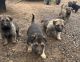 German Shepherd Puppies for sale in Corinth, TX 76210, USA. price: $500