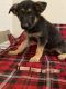 German Shepherd Puppies for sale in Panama City, FL, USA. price: $800