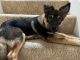 German Shepherd Puppies for sale in Fremont, CA, USA. price: $400
