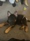 German Shepherd Puppies for sale in Cottageville, SC 29435, USA. price: NA