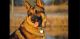 German Shepherd Puppies for sale in Fort Scott, KS 66701, USA. price: NA