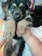 German Shepherd Puppies for sale in Riverdale, GA, USA. price: $80,000