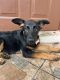 German Shepherd Puppies for sale in Davie, FL, USA. price: $400