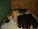 German Shepherd Puppies for sale in Woodstock, IL 60098, USA. price: NA