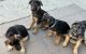 German Shepherd Puppies for sale in Ventura, CA, USA. price: NA