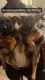 German Shepherd Puppies for sale in Lithonia, GA 30058, USA. price: $600