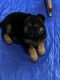 German Shepherd Puppies for sale in Tucson, AZ 85713, USA. price: $400