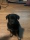 German Shepherd Puppies for sale in Minerva, OH 44657, USA. price: NA