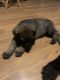 German Shepherd Puppies for sale in Minerva, OH 44657, USA. price: NA