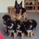 German Shepherd Puppies for sale in Kent, WA 98032, USA. price: $600