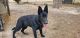German Shepherd Puppies for sale in Manning, SC 29102, USA. price: $900