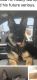 German Shepherd Puppies for sale in Akron, OH, USA. price: $300