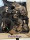 German Shepherd Puppies for sale in Oxford Mills, ON K0G 1J0, Canada. price: NA