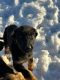 German Shepherd Puppies for sale in Osakis, MN 56360, USA. price: $100