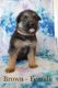 German Shepherd Puppies for sale in Syracuse, UT, USA. price: $600