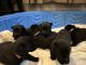 German Shepherd Puppies for sale in Memphis, TN 38134, USA. price: NA