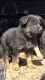 German Shepherd Puppies for sale in Willis, TX, USA. price: $1,500