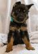 German Shepherd Puppies for sale in Mansfield, TX 76063, USA. price: NA