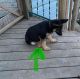 German Shepherd Puppies for sale in Fulton, MO 65251, USA. price: $500