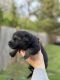 German Shepherd Puppies for sale in Inman, SC 29349, USA. price: $800