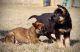 German Shepherd Puppies for sale in Curryville, MO 63339, USA. price: NA