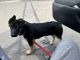 German Shepherd Puppies for sale in Sparks, NV, USA. price: $600