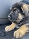German Shepherd Puppies for sale in Perris, CA, USA. price: $700
