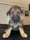 German Shepherd Puppies for sale in San Tan Valley, AZ, USA. price: $400