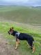 German Shepherd Puppies for sale in Manteca, CA, USA. price: NA