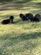 German Shepherd Puppies for sale in Naples, FL, USA. price: NA