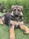 German Shepherd Puppies for sale in Jurupa Valley, CA, USA. price: $300