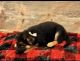 German Shepherd Puppies for sale in Red Oak, IA 51566, USA. price: $300