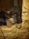 German Shepherd Puppies for sale in Woodstock, IL 60098, USA. price: $1,600