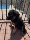 German Shepherd Puppies for sale in Fontana, CA 92335, USA. price: $350