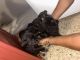 German Shepherd Puppies for sale in Fort Pierce, FL, USA. price: $300
