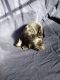 German Shepherd Puppies for sale in Cochise, AZ 85606, USA. price: $900