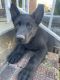 German Shepherd Puppies for sale in Greenville, SC, USA. price: $700